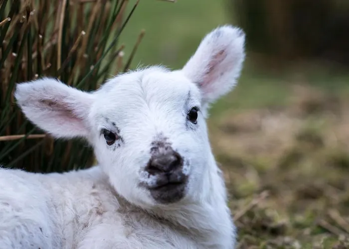 Holiday home Devlin Farm Life