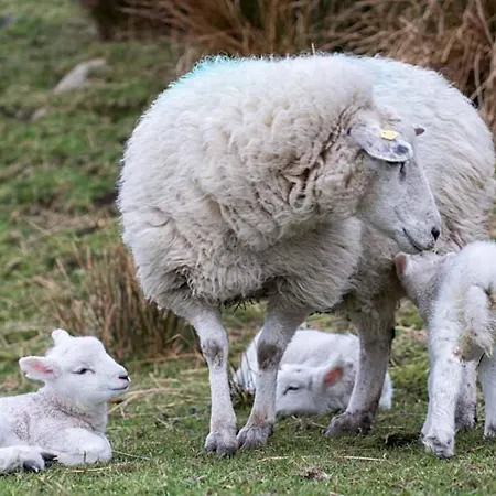 Devlin Farm Life Nyaraló *