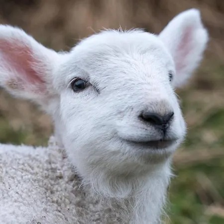 Devlin Farm Life * Westport