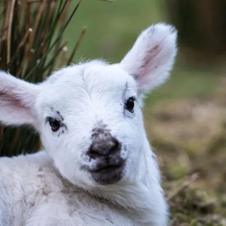 بيت للعطل Devlin Farm Life