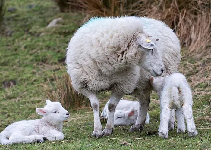 Devlin Farm Life Hébergement de vacances *