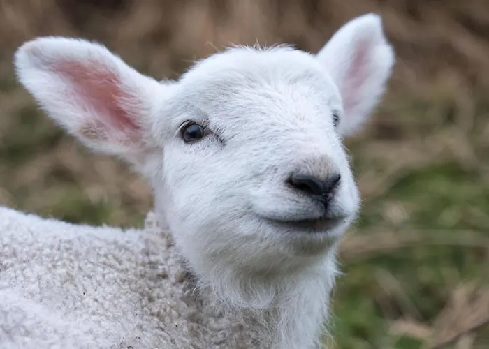 Devlin Farm Life * Westport